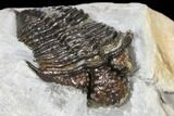 Rare, Encrinurus Trilobite From Malvern England #130197-3